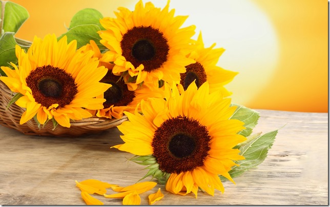 Sunflowers 1