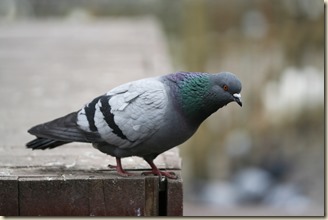 Pigeon