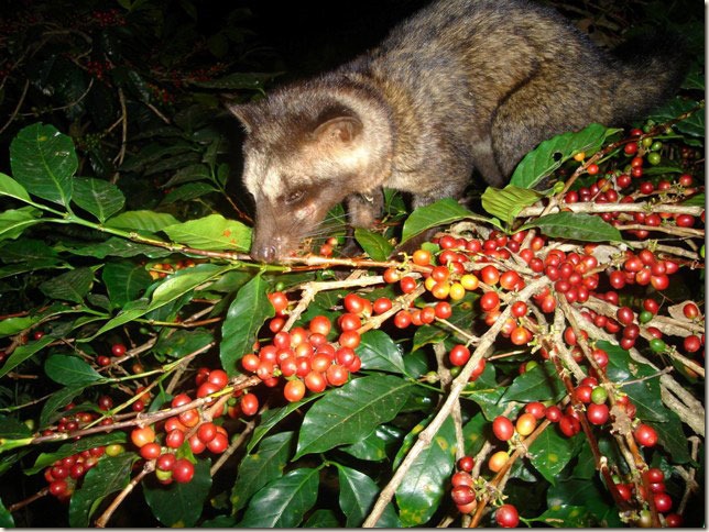 Kopi Luwak