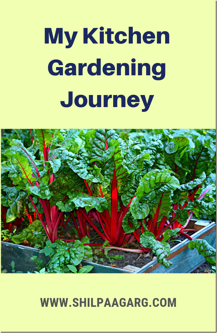 My Kitchen Gardening Journey